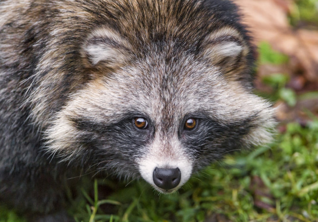 Обои картинки фото животные, еноты, портрет