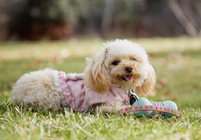 Обои картинки фото животные, собаки, милашка