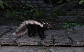 Картинка 3д+графика животные+ animals скунс