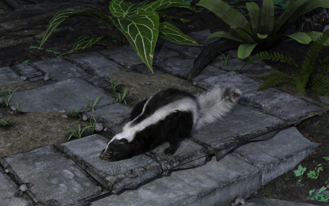 Обои картинки фото 3д графика, животные , animals, скунс