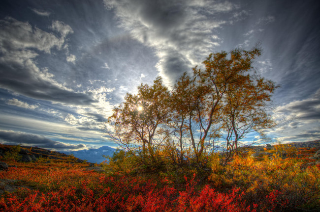 Обои картинки фото природа, деревья, крона, дерево