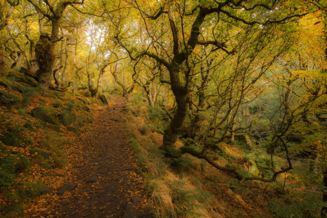 Обои картинки фото природа, дороги, тракт