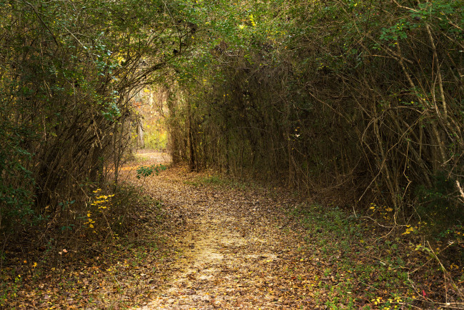 Обои картинки фото природа, дороги, тракт