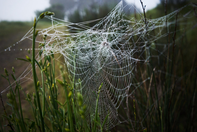 Обои картинки фото природа, другое, паутинка