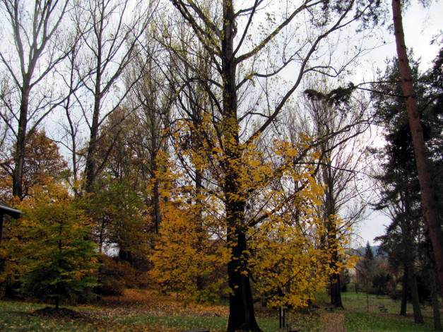 Обои картинки фото природа, деревья, осень