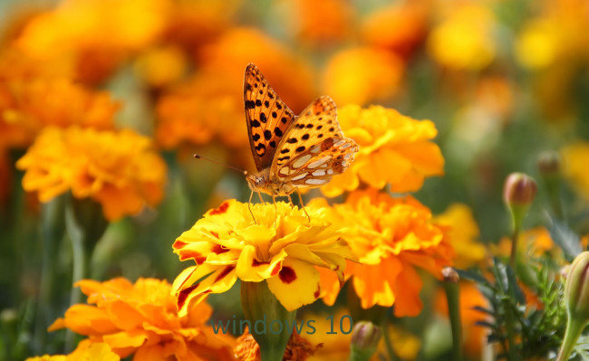 Обои картинки фото компьютеры, windows  10, бабочка, логотип, фон