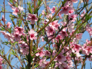 Картинка цветы цветущие+деревья+ +кустарники весна 2018