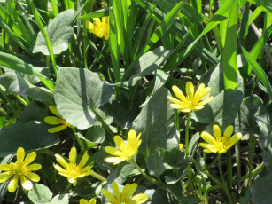 Картинка цветы луговые+ полевые +цветы весна 2018