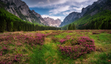 Картинка природа луга простор