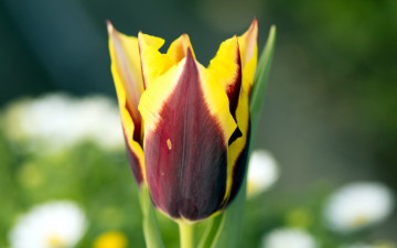 Картинка цветы тюльпаны бутон