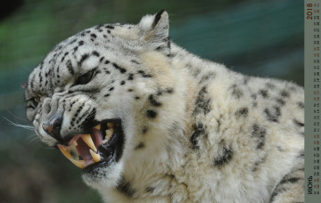 обоя календари, животные, оскал, морда