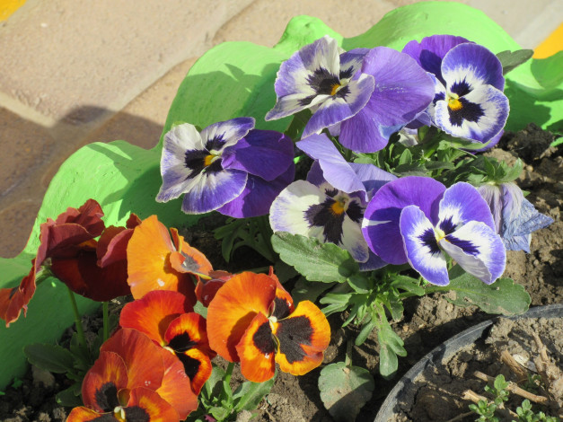 Обои картинки фото цветы, анютины глазки , садовые фиалки, весна, 2018