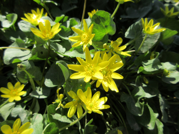 Обои картинки фото цветы, луговые , полевые,  цветы, весна, 2018