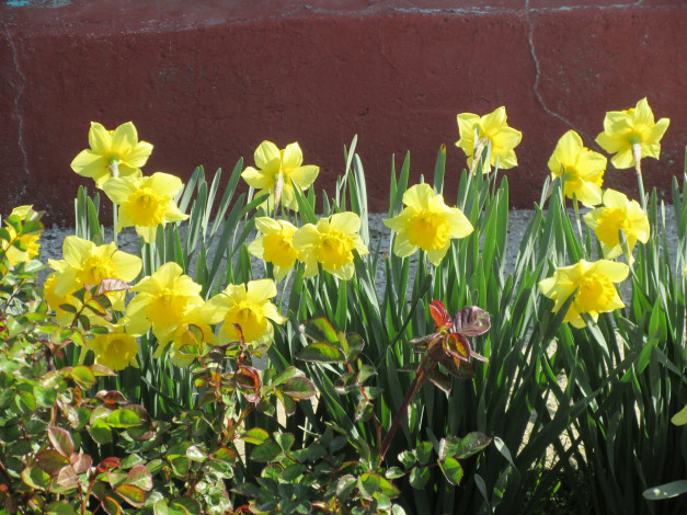 Обои картинки фото цветы, нарциссы, весна, 2018