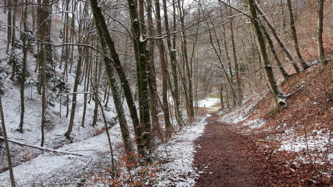 Обои картинки фото природа, дороги, лес, дорога