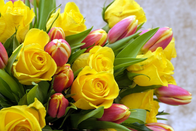 Обои картинки фото цветы, разные вместе, тюльпаны, розы