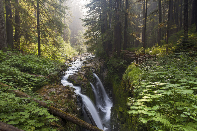 Обои картинки фото природа, лес, простор