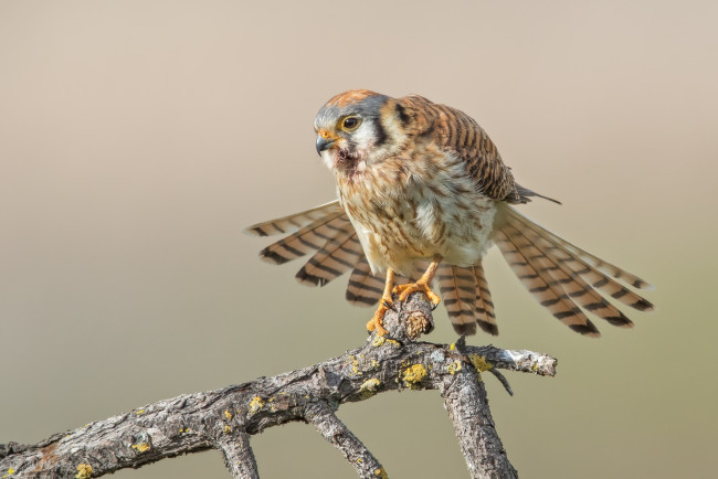 Обои картинки фото животные, птицы - хищники, птицы, ветка, хищник, американская, пустельга, воробьиная