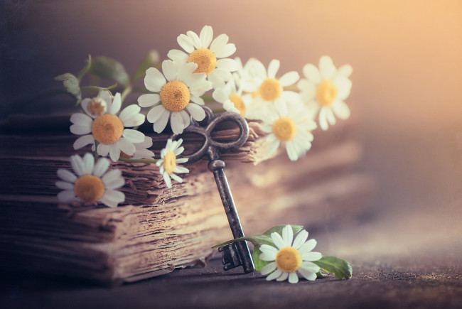 Обои картинки фото разное, ключи,  замки,  дверные ручки, книга, ромашки, ключ