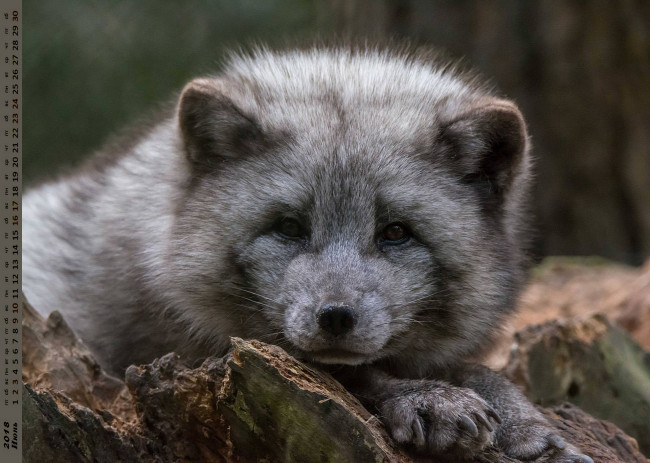 Обои картинки фото календари, животные, взгляд, морда