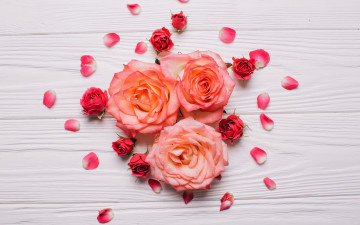 Картинка цветы розы лепестки бутоны