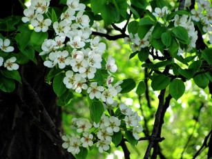 Картинка цветы цветущие+деревья+ +кустарники груша