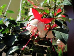 Картинка цветы фуксия бутон