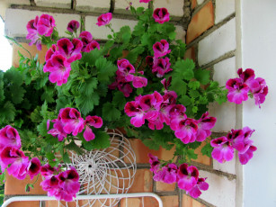 Картинка цветы герань розовый