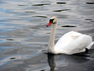 Картинка животные лебеди белый лебедь