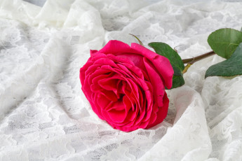 Картинка цветы розы цветок фон роза