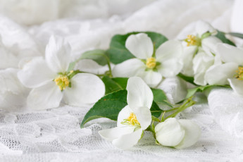 обоя цветы, жасмин, листья, весна, ткань