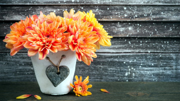 Картинка цветы георгины оранжевый