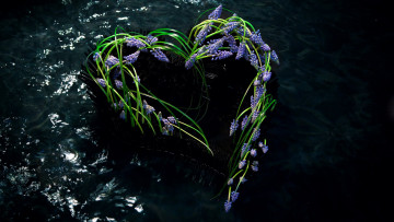 обоя цветы, мускари, синий