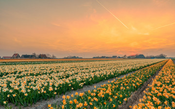 Картинка цветы нарциссы поле