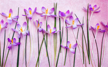 Картинка цветы крокусы первоцветы