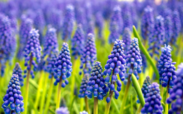 обоя цветы, мускари, синий