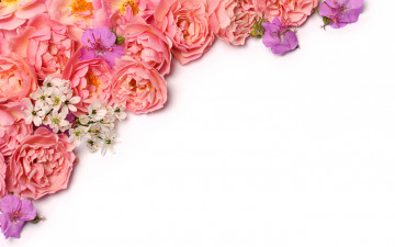 Картинка цветы разные+вместе белый фон