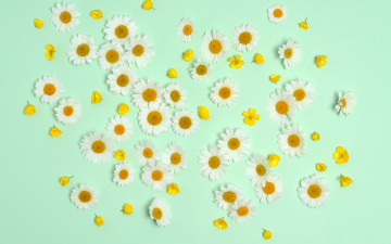 Картинка цветы ромашки фон лютики