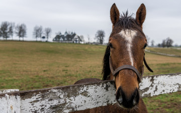 Картинка животные лошади лошадь голова гнедая изгородь луг