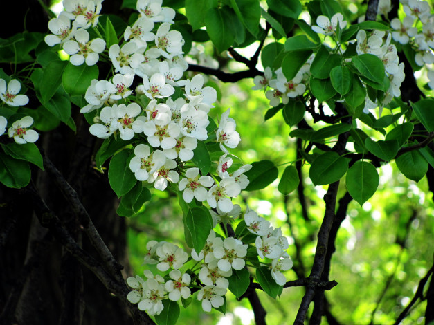 Обои картинки фото цветы, цветущие деревья ,  кустарники, груша