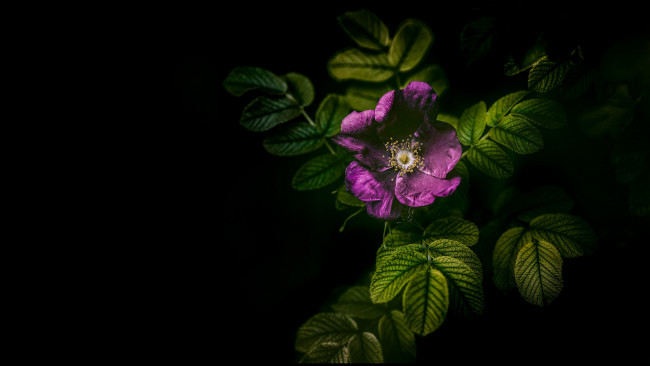 Обои картинки фото цветы, шиповник, цветок, листья, сиреневый, черный, фон