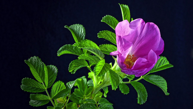 Обои картинки фото цветы, шиповник, розовый