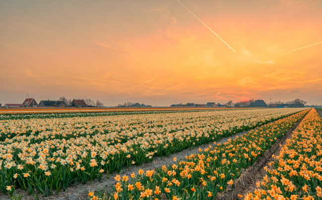 Обои картинки фото цветы, нарциссы, поле