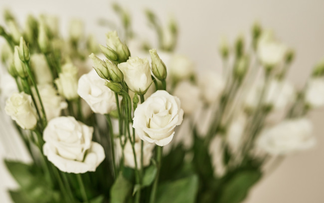 Обои картинки фото цветы, эустома, фон, белая, белые, красивые