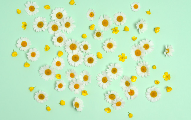 Обои картинки фото цветы, ромашки, фон, лютики