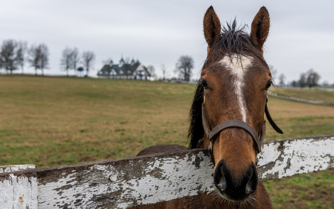Обои картинки фото животные, лошади, лошадь, голова, гнедая, изгородь, луг