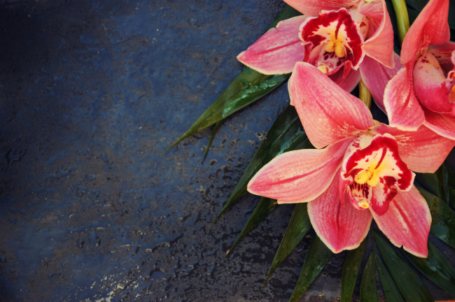 Обои картинки фото цветы, орхидеи, листья, орхидея, цимбидиум