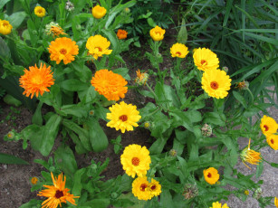 Картинка цветы календула ноготки