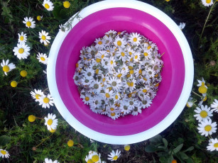 Картинка цветы ромашки миска много