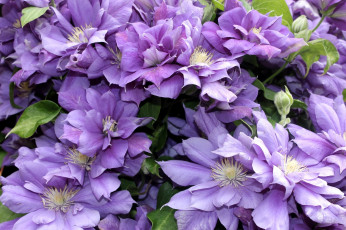 обоя цветы, клематис , ломонос, лиловый, клематис